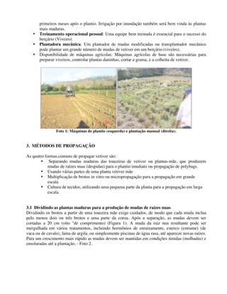 primeiros meses após o plantio. Irrigação por inundação também será bem vinda às plantas
mais maduras.
• Treinamento operacional pessoal: Uma equipe bem treinada é essencial para o sucesso do
berçário (Viveiro).
• Plantadora mecânica: Um plantador de mudas modificadas ou transplantador mecânico
pode plantar um grande número de mudas de vetiver em um berçário (viveiro).
• Disponibilidade de máquinas agrícolas: Máquinas agrícolas de base são necessárias para
preparar viveiros, controlar plantas daninhas, cortar a grama, e a colheita de vetiver.
Foto 1: Máquinas de plantio (esquerda) e plantação manual (direita).
3. MÉTODOS DE PROPAGAÇÃO
As quatro formas comuns de propagar vetiver são:
• Separando mudas maduras das touceiras de vetiver ou plantas-mãe, que produzem
mudas de raízes nuas (despidas) para o plantio imediato ou propagação de polybags.
• Usando várias partes de uma planta vetiver mãe
• Multiplicação de brotos in vitro ou micropropagação para a propagação em grande
escala
• Cultura de tecidos, utilizando uma pequena parte da planta para a propagação em larga
escala.
3.1 Dividindo as plantas maduras para a produção de mudas de raízes nuas
Dividindo os brotos a partir de uma touceira mãe exige cuidados, de modo que cada muda inclua
pelo menos dois ou três brotos e uma parte da coroa. Após a separação, as mudas devem ser
cortadas a 20 cm (oito "de comprimento) (Figura 1). A muda da raiz nua resultante pode ser
mergulhada em vários tratamentos, incluindo hormônios de enraizamento, esterco (estrume) (de
vaca ou de cavalo), lama de argila, ou simplesmente piscinas de água rasa, até aparecer novas raízes.
Para um crescimento mais rápido as mudas devem ser mantidas em condições úmidas (molhadas) e
ensolaradas até a plantação, - Foto 2.
 