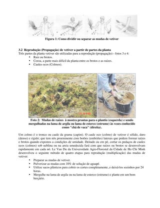 Figura 1: Como dividir ou separar as mudas de vetiver
3.2 Reprodução (Propagação) de vetiver a partir de partes da planta
Três partes da planta vetiver são utilizadas para a reprodução (propagação) - fotos 3 e 4:
• Raiz ou brotos.
• Coroa, a parte mais difícil da planta entre os brotos e as raízes.
• Caules ocos (Colmos).
Foto 2: Mudas de raízes à mostra prontas para o plantio (esquerda) e sendo
mergulhadas na lama de argila ou lama de esterco (estrume) às vezes conhecido
como "chá de vaca" (direita).
Um colmo é o tronco ou caule da grama (capim). O caule oco (colmo) de vetiver é sólido, duro
(denso) e rígido; que tem nós proeminente com botões (embriões) laterais que podem formar raízes
e brotos quando expostos a condições de umidade. Deitado ou em pé, cortar os pedaços de caules
ocos (colmos) sob neblina ou na areia umedecida fará com que raízes ou brotos se desenvolvam
rapidamente em cada nó. Le Van Du da Universidade Agro-Florestal da Cidade de Ho Chi Minh
desenvolveu o seguinte método de quatro etapas para reprodução (multiplicação) das mudas de
vetiver:
• Preparar as mudas de vetiver.
• Pulverizar as mudas com 10% de solução de aguapé.
• Utilize sacos plásticos para cobrir os cortes completamente, e deixá-los sozinhos por 24
horas.
• Mergulhe na lama de argila ou na lama de esterco (estrume) e plante em um bom
berçário.
 