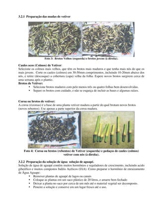 3.2.1 Preparação das mudas de vetiver
Foto 3: Brotos Velhos (esquerda) e brotos jovens (à direita).
Caules ocos (Colmos) de Vetiver:
Selecione os colmos mais velhos, que têm os brotos mais maduros e que tenha mais nós do que os
mais jovens. Corte os caules (colmos) em 30-50mm comprimentos, incluindo 10-20mm abaixo dos
nós, e retire (descasque) a cobertura (capa) velha da folha. Espere novos brotos surgirem cerca de
uma semana após o plantio.
Brotos de Vetiver:
• Selecione brotos maduros com pelo menos três ou quatro folhas bem desenvolvidas.
• Separe os brotos com cuidado, e não se esqueça de incluir as bases e algumas raízes.
Coroa ou brotos de vetiver:
A coroa (rizomas) é a base de uma planta vetiver madura a partir do qual brotam novos brotos
(novos rebentos). Use apenas a parte superior da coroa madura.
Foto 4: Coroa ou brotos (rebentos) de Vetiver (esquerda) e pedaços de caules (colmos)
vetiver com nós (à direita).
3.2.2 Preparação da solução de água solução de aguapé.
Solução de água de aguapé contém muitos hormônios e reguladores de crescimento, incluindo acido
giberélico e muitos compostos Indóis Acéticos (IAA). Como preparar o hormônio de enraizamento
de Água Aguape:
• Remover plantas de aguapé de lagos ou canais
• Coloque as plantas em um saco plástico de 20 litros, e amarre bem fechado
• Deixar a planta no saco por cerca de um mês até o material vegetal ser decomposto.
• Peneire a solução e conserve em um lugar fresco até o uso.
 