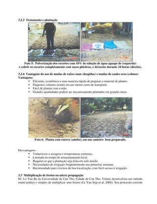 3.2.3 Tratamento e plantação
Foto 5: Pulverização dos recortes com 10% de solução de água aguape de (esquerda)
e cobrir os recortes completamente com sacos plásticos, e deixá-los durante 24 horas (direita).
3.2.4 Vantagens do uso de mudas de raízes nuas (despidas) e mudas de caules ocos (colmos)
Vantagens:
• Eficiente, econômica e uma maneira rápida de preparar o material de plantio.
• Pequenos volumes resulta em um menor custo de transporte.
• Fácil de plantar com a mão.
• Grandes quantidades podem ser mecanicamente plantados em grandes áreas.
Foto 6: Planta com esterco (adubo), em um canteiro bem preparado.
Desvantagens:
• Vulneráveis a secagem e temperaturas extremas.
• Limitada no tempo de armazenamento local.
• Requere-se que a plantação seja feita em solo úmido.
• Necessidades de irrigação freqüentemente nas primeiras semanas.
• Recomendado para viveiros de boa localização, com fácil acesso à irrigação.
3.3 Multiplicação de brotos ou micro propagação
Dr. Le Van Be da Universidade de Can Tho, Cidade de Can Tho, Vietnã, desenvolveu um método
muito prático e simples de multiplicar seus brotos (Le Van Seja et al, 2006). Seu protocolo consiste
 