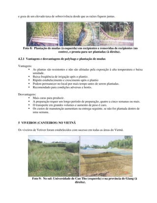 e goza de um elevado taxa de sobrevivência desde que as raízes fiquem juntas.
Foto 8: Plantação de mudas (à esquerda) em recipientes e removidas de recipientes (no
centro), e pronta para ser plantadas (à direita).
4.2.1 Vantagens e desvantagens de polybags e plantação de mudas
Vantagens:
• As plantas são resistentes e não são afetadas pela exposição à alta temperatura e baixa
umidade.
• Baixa freqüência de irrigação após o plantio.
• Rápido estabelecimento e crescimento após o plantio
• Podem permanecer no local por mais tempo antes de serem plantadas.
• Recomendado para condições adversas e hostis.
Desvantagens:
• Mais caras para produzir.
• A preparação requer um longo período de preparação, quatro a cinco semanas ou mais.
• O transporte em grandes volumes e aumento de peso é caro.
• Os custos de manutenção aumentam na entrega seguinte, se não for plantada dentro de
uma semana.
5 VIVEIROS (CANTEIROS) NO VIETNÃ
Os viveiros de Vetiver foram estabelecidos com sucesso em todas as áreas do Vietnã.
Foto 9: No sul: Universidade de Can Tho (esquerda) e na província de Giang (à
direita).
 