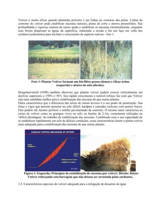 Vetiver é muito eficaz quando plantadas próximo e em linhas no contorno das pistas. Linhas de
contorno de vetiver pode estabilizar encostas naturais, pistas de corte e aterros preenchidos. Sua
profundidade e rigoroso sistema de raízes ajuda a estabilizar as encostas estruturalmente, enquanto
seus brotos dispersam as águas da superfície, reduzindo a erosão e faz um laço em volta dos
resíduos (sedimentos) para facilitar o crescimento de espécies nativas - foto 1.
Foto 1: Plantas Vetiver formam um bio-filtro grosso (denso) e eficaz acima
(esquerda) e abaixo do solo (direita).
Hengchaovanich (1998) também observou que plantas vetiver podem crescer verticalmente em
declives superiores a 150% (~56º). Seu rápido crescimento e notável reforço faz com que Vetiver
seja uma candidata melhor para a estabilização das encostas do que outras plantas.
Outra característica que a diferencia das raízes de outras árvores é o seu poder de penetração. Sua
força e vigor que permite penetrar no solo difícil, hardpan e camadas rochosas com pontos fracos.
Elas podem até mesmo perfurar o asfalto pavimentado de concreto. O mesmo autor caracteriza as
raízes de vetiver como os grampos vivos no solo ou buchas de 2-3m, comumente utilizadas na
‘difícil abordagem’ do trabalho de estabilização das encostas. Combinado com a sua capacidade de
se estabelecer rapidamente em solo de difíceis condições, essas características fazem a planta vetiver
mais adequada para a estabilização das encostas do que outras plantas.
Figura 1: Esquerda: Princípios de estabilização de encostas por vetiver; Direito: Raízes
Vetiver reforçando esta barragem que não deixou ser arrastada pelas enchentes.
3.2 Características especiais de vetiver adequada para a mitigação de desastres de água
 