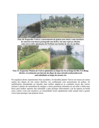 Foto 10: Esquerda: Vetiver e enrocamento de pedras (em cima) e com estrutura
de concreto (em baixo) protegendo um declive em uma represa; direita:
uma curva sobre plantações de Perfume nas bordas de um rio em Hue.
Foto 11: Esquerda: Plantas de Vetiver plantadas no dique do rio ao longo do Rio Tra Bong;
direita: revestimento nas laterais do dique de uma entrada (embocadura) de
anti-salinidade ao longo do mesmo rio.
Na sequência destes experimentos bem sucedidos, foi decidido plantar Vetiver em massa em outras
seções dos diques de três outros distritos, em combinação com enrocamento de pedras. As
modificações introduzidas no desenho para melhor adaptar-se às condições locais das vetiver
incluem o plantio de samambaia de mangue e outras gramíneas tolerantes ao sal sobre a linha mais
baixa para melhor suportar alta salinidade e para proteger efetivamente o pé da represa na borda
com o aterro. Com esse incentivo, as comunidades locais rapidamente estão usando mais a grama
vetiver para proteger suas próprias terras.
 