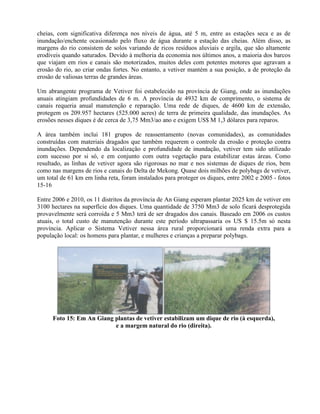 cheias, com significativa diferença nos níveis de água, até 5 m, entre as estações seca e as de
inundação/enchente ocasionado pelo fluxo de água durante a estação das cheias. Além disso, as
margens do rio consistem de solos variando de ricos resíduos aluviais e argila, que são altamente
erodíveis quando saturados. Devido à melhoria da economia nos últimos anos, a maioria dos barcos
que viajam em rios e canais são motorizados, muitos deles com potentes motores que agravam a
erosão do rio, ao criar ondas fortes. No entanto, a vetiver mantém a sua posição, a de proteção da
erosão de valiosas terras de grandes áreas.
Um abrangente programa de Vetiver foi estabelecido na província de Giang, onde as inundações
anuais atingiam profundidades de 6 m. A província de 4932 km de comprimento, o sistema de
canais requeria anual manutenção e reparação. Uma rede de diques, de 4600 km de extensão,
protegem os 209.957 hectares (525.000 acres) de terra de primeira qualidade, das inundações. As
erosões nesses diques é de cerca de 3,75 Mm3/ao ano e exigem US$ M 1,3 dólares para reparos.
A área também inclui 181 grupos de reassentamento (novas comunidades), as comunidades
construídas com materiais dragados que também requerem o controle da erosão e proteção contra
inundações. Dependendo da localização e profundidade de inundação, vetiver tem sido utilizado
com sucesso por si só, e em conjunto com outra vegetação para estabilizar estas áreas. Como
resultado, as linhas de vetiver agora são rigorosas no mar e nos sistemas de diques de rios, bem
como nas margens de rios e canais do Delta de Mekong. Quase dois milhões de polybags de vetiver,
um total de 61 km em linha reta, foram instalados para proteger os diques, entre 2002 e 2005 - fotos
15-16
Entre 2006 e 2010, os 11 distritos da província de An Giang esperam plantar 2025 km de vetiver em
3100 hectares na superfície dos diques. Uma quantidade de 3750 Mm3 de solo ficará desprotegida
provavelmente será corroída e 5 Mm3 terá de ser dragados dos canais. Baseado em 2006 os custos
atuais, o total custo de manutenção durante este período ultrapassaria os US $ 15.5m só nesta
província. Aplicar o Sistema Vetiver nessa área rural proporcionará uma renda extra para a
população local: os homens para plantar, e mulheres e crianças a preparar polybags.
Foto 15: Em An Giang plantas de vetiver estabilizam um dique de rio (à esquerda),
e a margem natural do rio (direita).
 
