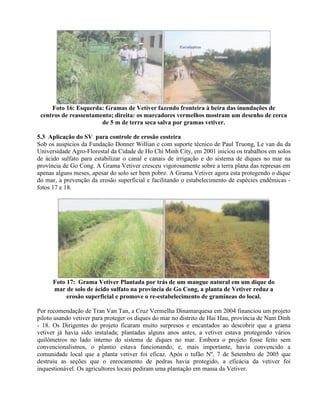 Foto 16: Esquerda: Gramas de Vetiver fazendo fronteira à beira das inundações de
centros de reassentamento; direita: os marcadores vermelhos mostram um desenho de cerca
de 5 m de terra seca salva por gramas vetiver.
5.3 Aplicação do SV para controle de erosão costeira
Sob os auspícios da Fundação Donner Willian e com suporte técnico de Paul Truong, Le van du da
Universidade Agro-Florestal da Cidade de Ho Chi Minh City, em 2001 iniciou os trabalhos em solos
de ácido sulfato para estabilizar o canal e canais de irrigação e do sistema de diques no mar na
província de Go Cong. A Grama Vetiver cresceu vigorosamente sobre a terra plana das represas em
apenas alguns meses, apesar do solo ser bem pobre. A Grama Vetiver agora esta protegendo o dique
do mar, a prevenção da erosão superficial e facilitando o estabelecimento de espécies endêmicas -
fotos 17 e 18.
Foto 17: Grama Vetiver Plantada por trás de um mangue natural em um dique do
mar de solo de ácido sulfato na província de Go Cong, a planta de Vetiver reduz a
erosão superficial e promove o re-estabelecimento de gramíneas do local.
Por recomendação de Tran Van Tan, a Cruz Vermelha Dinamarquesa em 2004 financiou um projeto
piloto usando vetiver para proteger os diques do mar no distrito de Hai Hau, província de Nam Dinh
- 18. Os Dirigentes do projeto ficaram muito surpresos e encantados ao descobrir que a grama
vetiver já havia sido instalada; plantadas alguns anos antes, a vetiver estava protegendo vários
quilômetros no lado interno do sistema de diques no mar. Embora o projeto fosse feito sem
convencionalismos, o plantio estava funcionando, e, mais importante, havia convencido a
comunidade local que a planta vetiver foi eficaz. Após o tufão Nº. 7 de Setembro de 2005 que
destruiu as seções que o enrocamento de pedras havia protegido, a eficácia da vetiver foi
inquestionável. Os agricultores locais pediram uma plantação em massa da Vetiver.
 