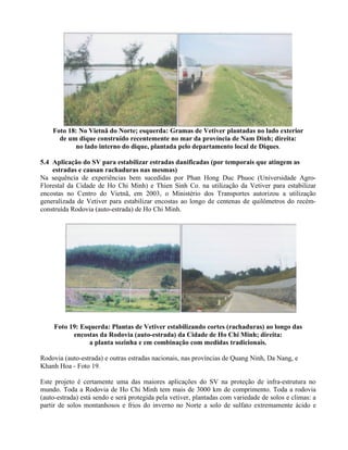 Foto 18: No Vietnã do Norte; esquerda: Gramas de Vetiver plantadas no lado exterior
de um dique construído recentemente no mar da província de Nam Dinh; direita:
no lado interno do dique, plantada pelo departamento local de Diques.
5.4 Aplicação do SV para estabilizar estradas danificadas (por temporais que atingem as
estradas e causan rachaduras nas mesmas)
Na sequência de experiências bem sucedidas por Phan Hong Duc Phuoc (Universidade Agro-
Florestal da Cidade de Ho Chi Minh) e Thien Sinh Co. na utilização da Vetiver para estabilizar
encostas no Centro do Vietnã, em 2003, o Ministério dos Transportes autorizou a utilização
generalizada de Vetiver para estabilizar encostas ao longo de centenas de quilômetros do recém-
construída Rodovia (auto-estrada) de Ho Chi Minh.
Foto 19: Esquerda: Plantas de Vetiver estabilizando cortes (rachaduras) ao longo das
encostas da Rodovia (auto-estrada) da Cidade de Ho Chi Minh; direita:
a planta sozinha e em combinação com medidas tradicionais.
Rodovia (auto-estrada) e outras estradas nacionais, nas províncias de Quang Ninh, Da Nang, e
Khanh Hoa - Foto 19.
Este projeto é certamente uma das maiores aplicações do SV na proteção de infra-estrutura no
mundo. Toda a Rodovia de Ho Chi Minh tem mais de 3000 km de comprimento. Toda a rodovia
(auto-estrada) está sendo e será protegida pela vetiver, plantadas com variedade de solos e climas: a
partir de solos montanhosos e frios do inverno no Norte a solo de sulfato extremamente ácido e
 