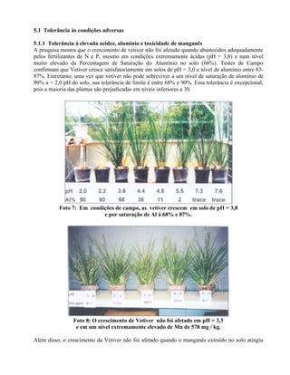 5.1 Tolerância às condições adversas
5.1.1 Tolerância à elevada acidez, alumínio e toxicidade de manganês
A pesquisa mostra que o crescimento de vetiver não foi afetado quando abastecidos adequadamente
pelos fertilizantes de N e P, mesmo em condições extremamente ácidas (pH = 3,8) e num nível
muito elevado da Percentagem de Saturação do Alumínio no solo (68%). Testes de Campo
confirmam que Vetiver cresce satisfatoriamente em solos de pH = 3,0 e nível de alumínio entre 83-
87%. Entretanto, uma vez que vetiver não pode sobreviver a um nível de saturação de alumínio de
90% a = 2,0 pH do solo, sua tolerância de limite é entre 68% e 90%. Essa tolerância é excepcional,
pois a maioria das plantas são prejudicadas em níveis inferiores a 30.
Foto 7: Em condições de campo, as vetiver crescem em solo de pH = 3,8
e por saturação de Al à 68% e 87%.
Foto 8: O crescimento de Vetiver não foi afetado em pH = 3,3
e em um nível extremamente elevado de Mn de 578 mg / kg.
Além disso, o crescimento da Vetiver não foi afetado quando o manganês extraído no solo atingiu
 