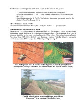 A distribuição de metais pesados em Vetiver podem ser divididos em três grupos:
• Zn foi quase uniformemente distribuídos entre os brotos e as raízes (40%).
• Pequenas quantidades de As, Cd, Cr e Hg absorvidos foram deslocados para os brotos
(1% -5%).
• Quantidades moderadas de Cu, Pb, Ni e Se foram deslocados para a parte superior da
planta (16% -33%) (Truong, 2004).
5.1.4 Tolerância a metais pesados
Vetiver é altamente tolerante à: As, Cd, Cr, Cu, Hg, Ni, Pb, Se e Zn - Quadro 2 acima.
5.2 Reabilitação e fitoremediação de minas
Dadas as suas extraordinárias características morfológicas e fisiológicas, a vetiver tem sido usada
com sucesso para a reabilitação de resíduos de rochas nas minas e fito-remediação de rejeitos de
minas na: Austrália: carvão, ouro, bauxita e bentonite; Chile: cobre. China: chumbo zinco e bauxita
(Wensheng Shu, 2003) África do Sul: ouro, diamante e platina; Tailândia: Chumbo; Venezuela:
bauxita (Lisena et al. 2006 e Luque et al.2006); níquel Filipinas: níquel.
Foto 10: Esquerda, mina de bauxita em Los Pijiguaos, Venezuela protegido com
Vetiver (nota a plantação sendo feita nos despenhadeiros das encostas, usando cordas).
Foto 11: Mina de níquel no sul das Filipinas protegido por
Gramas de Vetiver e esteiras (Biosolutions Inc).
 