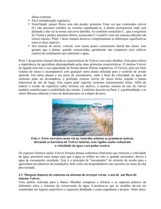 dunas costeiras.
• Fácil multiplicação vegetativa.
• Esterilidade: possui flores, mas não produz sementes. Uma vez que zizanioides vetiver
(C) não possuem estolões ou rizomas espalhando-se, a planta permanecerá onde está
plantada e não vai se tornar uma erva daninha. Ao contrário nemoralis C., que é originária
do Vietnã e produz sementes férteis, zizanioides C é estéril e tem um sistema radicular (de
raízes) maciço. Parte 1 deste manual descreve completamente as diferenças significativas
entre as duas espécies.
• Seu sistema de raízes: vertical, com muito pouco crescimento lateral das raízes. Isso
garante que a planta, quando consorciadas, geralmente não competem com cultivos
(safras) de rendimentos por nutrientes e água.
Parte 1 do presente manual aborda as características do Vetiver com mais detalhes. Esta parte enfoca
a importância da agricultura desempenhada pelas duas primeiras características: O sistema Vetiver
de ligação solo-raiz e sua capacidade de formar densas fileiras vegetativas. O Vetiver, pelo seu forte
sistema de raízes é incomparável com qualquer outra planta utilizada para o controle de erosão
agrícola. Em terras planas e em pisos de escoadouros, onde a fúria da velocidade da água da
enchente pode ser devastadora, o profundo sistema vetiver de raízes fortes impede a planta
(barreiras) de sair do lugar. Este capim pode suportar correntes extremamente fortes. Além de
reduzir a erosão da superfície sobre terrenos em declive, o enorme sistema de raiz de vetiver
também contribui para a estabilidade dos taludes. Conforme descrito na Parte 1, a profundidade, e as
raízes fibrosas reduzem o risco de deslizamentos ou colapso da terra.
Foto 1: Forte correntes nesta via na Austrália achatou as gramíneas nativas,
deixando as barreiras de Vetiver intactas, seus rígidos caules reduziram
a velocidade da água e seu poder erosivo.
Os espessos (firmes) caules Vetiver formam densas coberturas (barreiras) que reduzem a velocidade
da água, permitem mais tempo para que a água se infiltre no solo e, quando necessário, desvia a
água de escoamento excedente. Este é o princípio de "escoamento" de controle de erosão para a
agricultura nas planícies de inundações, bem como em despenhadeiros nas encostas em áreas de alta
pluviosidade.
2.3 Margens (bancos) de contorno ou sistemas de terraços versus o uso de um fluxo de
sistema Vetiver.
Uma análise realizada para o Banco Mundial comparou a eficácia e os aspectos práticos de
diferentes solos e sistemas de conservação da água. Constatou-se que as medidas devem ser
construídas em lugares específicos e requerem detalhada e exata engenharia e projeto. Além disso,
 