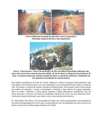 Foto 4: Diferença de perda de solo entre vetiver (esquerda) e
Flemingia congesta (direita), uma leguminosa.
Foto 5: Esta barreira vetiver em um declive de 20% nas Ilhas Fiji prendeu suficiente solo
para criar um terraço natural com uma subida de 2m de altura ao longo de um período de 30
anos. Ao mesmo tempo que reduziu a queda da chuva e a perda de nutrientes, resultando em
um aumento na produção de cana-de-açúcar.
Nas regiões montanhosas do norte do Vietnã, Tephrosia e abacaxi selvagem tradicionalmente têm
sido usados como barreiras (por vezes em combinações com terraceamento) para reduzir a perda de
solo. No entanto, a eficácia do abacaxi selvagem é bastante baixa. Seus grossos caules criam montes
que podem até aumentar a erosão, concentrando e forçando a água através de espaços apertados
entre os montes. Tephrosia é eficaz apenas enquanto a planta permanecer estabelecida, mas ela
morre após dois a três anos. Em declives moderados, barreiras de vetiver são uma alternativa bem-
vinda para terraços tradicionais, que muitas vezes é uma mão-de-obra intensiva.
Dr. Hong Pham Duc Phuoc, da Universidade de Nong Lam, liderou pesquisadores (investigadores)
em testes de propriedades da vetiver para a conservação do solo em plantações de café nas terras em
declive na província de Dong Ngai (sudoeste do Vietnã).
 