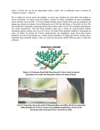 sobre a Vetiver em vez de ser depositados sobre a safra. Isso é conhecido como o sistema de
“empurrar e puxar” - Figura 2.
Por as folhas de vetiver serem tão peludas, as larvas que eclodem em cima delas não podem se
mover facilmente. As larvas caem da planta e morrem no chão, resultando em uma mortalidade
muito elevada, cerca de 90%. A Vetiver também abriga muitos insetos úteis que são predadores de
pragas que atacam as culturas. Em colaboração com o Dr.Van den Berg, a University de Can Tho
está atualmente estudando a aplicação prática deste efeito sobre o arroz. Os resultados preliminares
são muito promissores. Van den Berg também relata que a broca da cana-de-açúcar Eldana
saccharina prefere colocar seus ovos na Vetiver. Na Índia Chilo partellus também é encontrada na
cana. As linhas da Grama de Vetiver proporcionam um hospedeiro muito bom para insetos
benéficos tal como Chrysopidae sp. e outros insetos benéficos. O Capim da Vetiver sozinho não é
suficiente para controlar pragas e deve ser parte de um pacote global IPM que gere a saúde das
colheitas.
Figura 2: O sistema Push-Pull: Barreiras de Vetiver atrai os insetos
que põem ovos onde eles têm pouca chance de sobrevivência.
Foto 9: Esquerda, broca-do-caule (Chilo partellus) em milho; direita (à esquerda)
folhas peludas de Vetiver's torna esta acolhida inospitaleira; as larvas da
broca-do-caule caem para fora e morrem no chão.
 