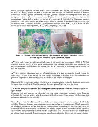outras gramíneas tropicais, varia de acordo com a estação do ano, fase de crescimento e fertilidade
do solo. Na Índia, quando vetiver é picado por um cortador de forragem manual os búfalos
domésticos acham a grama totalmente palatável. Quando a vetiver for usada para outros fins, as
forragens podem revelar-se um valor extra. Depois de um inverno extremamente rigoroso na
província de Quang Binh, a vetiver era apenas a forragem verde disponível, o frio matou a outras
gramíneas. Além disso, capim vetiver crescendo sobre os resíduos de suinocultura contém alto teor
de proteína bruta, “caroteno e luteína”, relativamente menores teores de Ca, Fe, Cu, Mn e Zn, e os
níveis aceitáveis de metais pesados, Pb, As e Cd (Pingxiang Liu 2003).
Foto 11: Esquerda: búfalos pastam nas ribeirinhas de um dique (açude) de vetiver;
direita: o gado comendo capim de vetiver jovem.
A Vetiver pode crescer sob níveis muito elevados de nitrogênio (kg tanto quanto 10.000 de N / ha).
Portanto, quando vetiver é uma parte integrante de um alagado construído para tratamento de
resíduos (animais e humanos) ele vai render mais de 100 toneladas de matéria seca por hectare e é
rico em nutrientes.
A Vetiver também irá crescer bem em solos salinizados, se a área tem um alto lençol freático do
solo, como é o caso de partes em Haryana Índia e os Estados de Punjab, nestes lugares existe um
potencial de produção de matéria seca de 70 toneladas por hectare de forragem.
O potencial de forragem de Vetiver beneficiaria as pesquisas, tanto na gestão da grama como uma
forragem e na identificação de cultivares que são mais adequados como uma forragem.
3.3 Mulch (composto ou adubo de folhas) para controlar ervas daninhas e de conservação de
água no solo
Possuindo um teor superior de sílica do que em outras gramíneas tropicais, como Imperata
cylindrica, faz com que vetiver seja ideal para ser utilizado como cobertura morta e telhados de sapé
(visto que palha não acolhe insetos).
Controle de ervas daninhas: quando espalhadas uniformemente sobre o solo, verde ou desidratada,
as folhas de vetiver formam uma cobertura espessa que sufoca as ervas daninhas. Mulch (composto
ou adubo de folhas) de Vetiver controla as ervas daninhas em plantações de café e de cacau no
Planalto Central e plantações de chá da Índia. ao mesmo tempo, quando a cobertura morta de folhas
se decompõe rapidamente se acumula matéria orgânica do solo e melhora a absorção de nutrientes
do solo do fundo absorvido de nutrientes que normalmente não estão disponíveis em outras plantas.
 