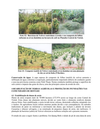 Foto 12: Barreiras de Vetiver controlam a erosão e seu composto de folhas
sufocam as ervas daninhas na lavoura de café no Planalto Central do Vietnã.
Foto 13: Composto (mulch) de Vetiver controlando ervas daninhas em uma plantação
de chá, no sul da Índia (P Haridas).
Conservação da água: A capa espessa do composto de folhas (mulch) de vetiver aumenta a
infiltração de água e diminui a evaporação, particularmente importante debaixo de condições quente
e seca nas províncias costeiras como Ninh Thuan. Nestas condições também protege a superfície do
solo contra o impacto das gotas de chuva, uma das principais causas de erosão do solo.
4 REABILITAÇÃO DE TERRAS AGRÍCOLAS E PROTEÇÃO DE INUNDAÇÕES NAS
COMUNIDADES DE REFÚGIO
4.1 Estabilização de dunas de areia
Dunas de areia ocupam mais de 70.000 hectares (172.974 acres) ao longo do costa Central do
Vietnã. Estas dunas são altamente móveis, devido ao vento forte e altamente erodíveis durante
chuvas fortes. Sem estabilização, a areia invade terras valiosas, destruindo colheitas, entupindo rios
e riachos. Os agricultores locais sofrem enormes perdas devido a tais conseqüências. Os métodos
tradicionais de parar ou minimizar o movimento das dunas, que incluem o plantio de árvores
Casuarina e abacaxi selvagens, e na construção de pequenos diques de areia, são ineficazes. A
plantação de barreiras (sebes) de Vetiver oferecem as melhores soluções até o presente momento.
O estudo do caso a seguir ilustra o problema: Em Quang Binh o talude do pé de uma duna de areia
 