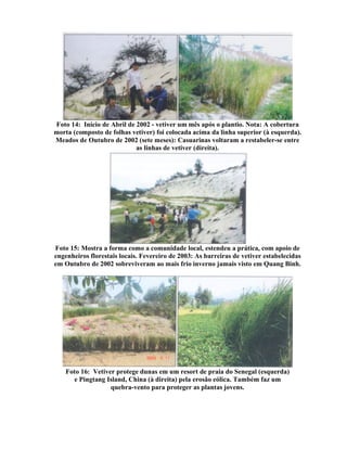 Foto 14: Início de Abril de 2002 - vetiver um mês após o plantio. Nota: A cobertura
morta (composto de folhas vetiver) foi colocada acima da linha superior (à esquerda).
Meados de Outubro de 2002 (sete meses): Casuarinas voltaram a restabeler-se entre
as linhas de vetiver (direita).
Foto 15: Mostra a forma como a comunidade local, estendeu a prática, com apoio de
engenheiros florestais locais. Fevereiro de 2003: As barreiras de vetiver estabelecidas
em Outubro de 2002 sobreviveram ao mais frio inverno jamais visto em Quang Binh.
Foto 16: Vetiver protege dunas em um resort de praia do Senegal (esquerda)
e Pingtang Island, China (à direita) pela erosão eólica. Também faz um
quebra-vento para proteger as plantas jovens.
 