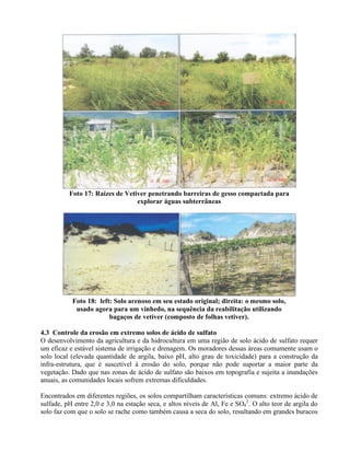Foto 17: Raízes de Vetiver penetrando barreiras de gesso compactada para
explorar águas subterrâneas
Foto 18: left: Solo arenoso em seu estado original; direita: o mesmo solo,
usado agora para um vinhedo, na sequência da reabilitação utilizando
bagaços de vetiver (composto de folhas vetiver).
4.3 Controle da erosão em extremo solos de ácido de sulfato
O desenvolvimento da agricultura e da hidrocultura em uma região de solo ácido de sulfato requer
um eficaz e estável sistema de irrigação e drenagem. Os moradores dessas áreas comumente usam o
solo local (elevada quantidade de argila, baixo pH, alto grau de toxicidade) para a construção da
infra-estrutura, que é suscetível à erosão do solo, porque não pode suportar a maior parte da
vegetação. Dado que nas zonas de ácido de sulfato são baixos em topografia e sujeita a inundações
anuais, as comunidades locais sofrem extremas dificuldades.
Encontrados em diferentes regiões, os solos compartilham características comuns: extremo ácido de
sulfade, pH entre 2,0 e 3,0 na estação seca, e altos níveis de Al, Fe e SO4
2
. O alto teor de argila do
solo faz com que o solo se rache como também causa a seca do solo, resultando em grandes buracos
 