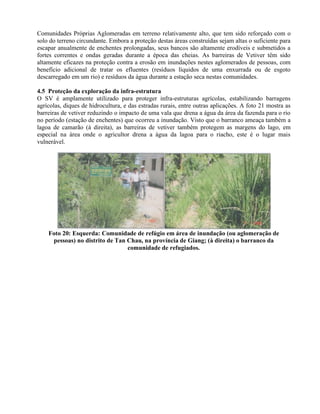 Comunidades Próprias Aglomeradas em terreno relativamente alto, que tem sido reforçado com o
solo do terreno circundante. Embora a proteção destas áreas construídas sejam altas o suficiente para
escapar anualmente de enchentes prolongadas, seus bancos são altamente erodíveis e submetidos a
fortes correntes e ondas geradas durante a época das cheias. As barreiras de Vetiver têm sido
altamente eficazes na proteção contra a erosão em inundações nestes aglomerados de pessoas, com
benefício adicional de tratar os efluentes (resíduos líquidos de uma enxurrada ou de esgoto
descarregado em um rio) e resíduos da água durante a estação seca nestas comunidades.
4.5 Proteção da exploração da infra-estrutura
O SV é amplamente utilizado para proteger infra-estruturas agrícolas, estabilizando barragens
agrícolas, diques de hidrocultura, e das estradas rurais, entre outras aplicações. A foto 21 mostra as
barreiras de vetiver reduzindo o impacto de uma vala que drena a água da área da fazenda para o rio
no período (estação de enchentes) que ocorreu a inundação. Visto que o barranco ameaça também a
lagoa de camarão (à direita), as barreiras de vetiver também protegem as margens do lago, em
especial na área onde o agricultor drena a água da lagoa para o riacho, este é o lugar mais
vulnerável.
Foto 20: Esquerda: Comunidade de refúgio em área de inundação (ou aglomeração de
pessoas) no distrito de Tan Chau, na província de Giang; (à direita) o barranco da
comunidade de refugiados.
 