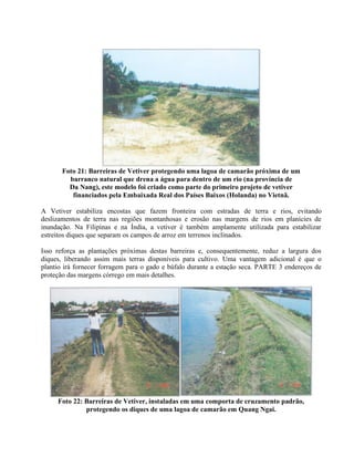 Foto 21: Barreiras de Vetiver protegendo uma lagoa de camarão próxima de um
barranco natural que drena a água para dentro de um rio (na província de
Da Nang), este modelo foi criado como parte do primeiro projeto de vetiver
financiados pela Embaixada Real dos Países Baixos (Holanda) no Vietnã.
A Vetiver estabiliza encostas que fazem fronteira com estradas de terra e rios, evitando
deslizamentos de terra nas regiões montanhosas e erosão nas margens de rios em planícies de
inundação. Na Filipinas e na Índia, a vetiver é também amplamente utilizada para estabilizar
estreitos diques que separam os campos de arroz em terrenos inclinados.
Isso reforça as plantações próximas destas barreiras e, consequentemente, reduz a largura dos
diques, liberando assim mais terras disponíveis para cultivo. Uma vantagem adicional é que o
plantio irá fornecer forragem para o gado e búfalo durante a estação seca. PARTE 3 endereços de
proteção das margens córrego em mais detalhes.
Foto 22: Barreiras de Vetiver, instaladas em uma comporta de cruzamento padrão,
protegendo os diques de uma lagoa de camarão em Quang Ngai.
 