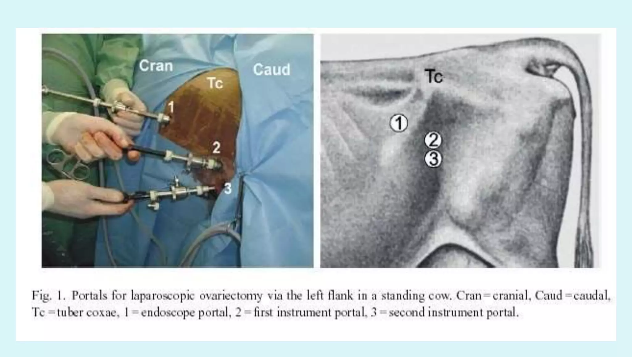 Vet obst lecture 11 Genital surgeries in domestic animals | PDF