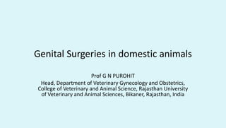 Genital Surgeries in domestic animals
Prof G N PUROHIT
Head, Department of Veterinary Gynecology and Obstetrics,
College of Veterinary and Animal Science, Rajasthan University
of Veterinary and Animal Sciences, Bikaner, Rajasthan, India
 