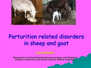 Parturition related disorders
in sheep and goat
G.N.PUROHIT
Department of Animal Reproduction Gynaecology and Obstetrics
College of Veterinary and Animal Science, Bikaner Rajasthan
 