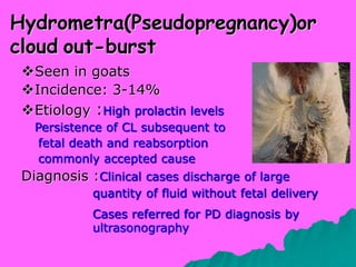 Vet obst lecture 14 Postpartum complications in sheep and goats | PDF