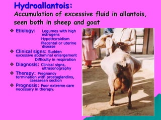 Vet obst lecture 14 Postpartum complications in sheep and goats | PDF