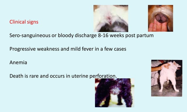 Vet obst lecture 15 Postpartum complications in the bitch | PDF - Common Canine Birth Complications
