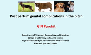 Post partum genital complications in the bitch
G N Purohit
Department of Veterinary Gynaecology and Obstetrics
College of Veterinary and Animal science
Rajasthan University of Veterinary and Animal Science
Bikaner Rajasthan 334001
 