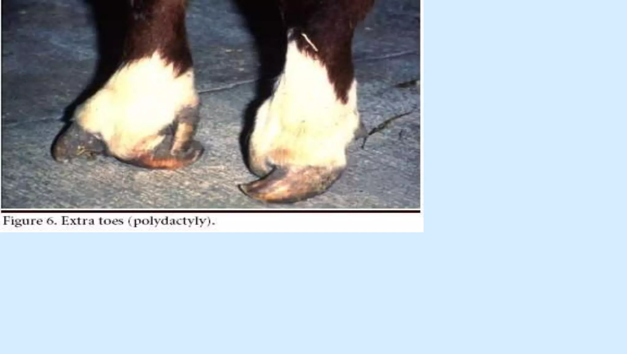 Vet obst lecture 4 Congenital fetal defects (teratology) | PPTX