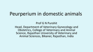 Peurperium in domestic animals
Prof G N Purohit
Head, Department of Veterinary Gynecology and
Obstetrics, College of Veterinary and Animal
Science, Rajasthan University of Veterinary and
Animal Sciences, Bikaner, Rajasthan, India
 