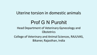 Uterine torsion in domestic animals
Prof G N Purohit
Head Department of Veterinary Gynecology and
Obstetrics
College of Veterinary and Animal Sciences, RAJUVAS,
Bikaner, Rajasthan, India
 