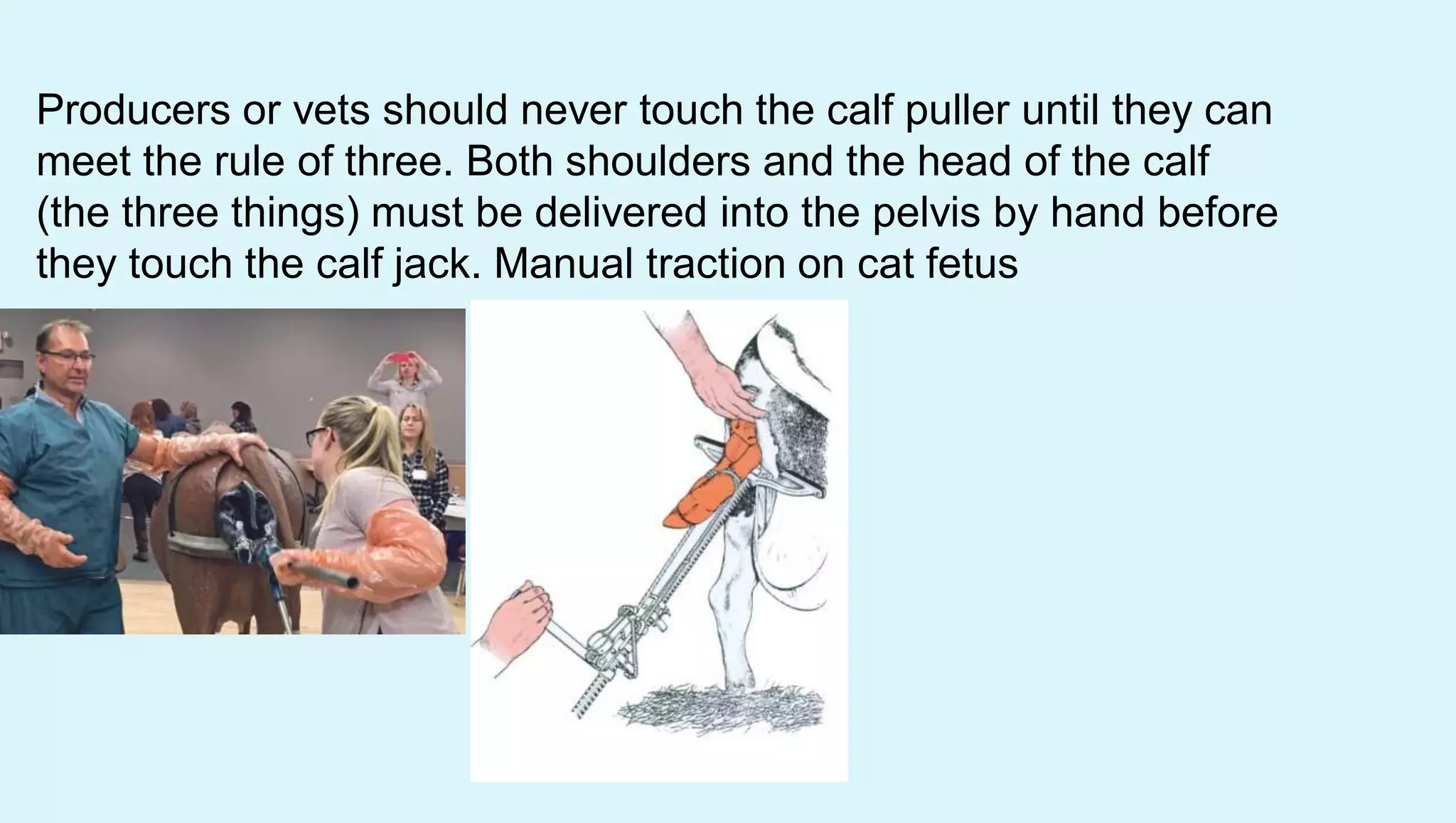 Producers or vets should never touch the calf puller until they can
meet the rule of three. Both shoulders and the head of the calf
(the three things) must be delivered into the pelvis by hand before
they touch the calf jack. Manual traction on cat fetus
 