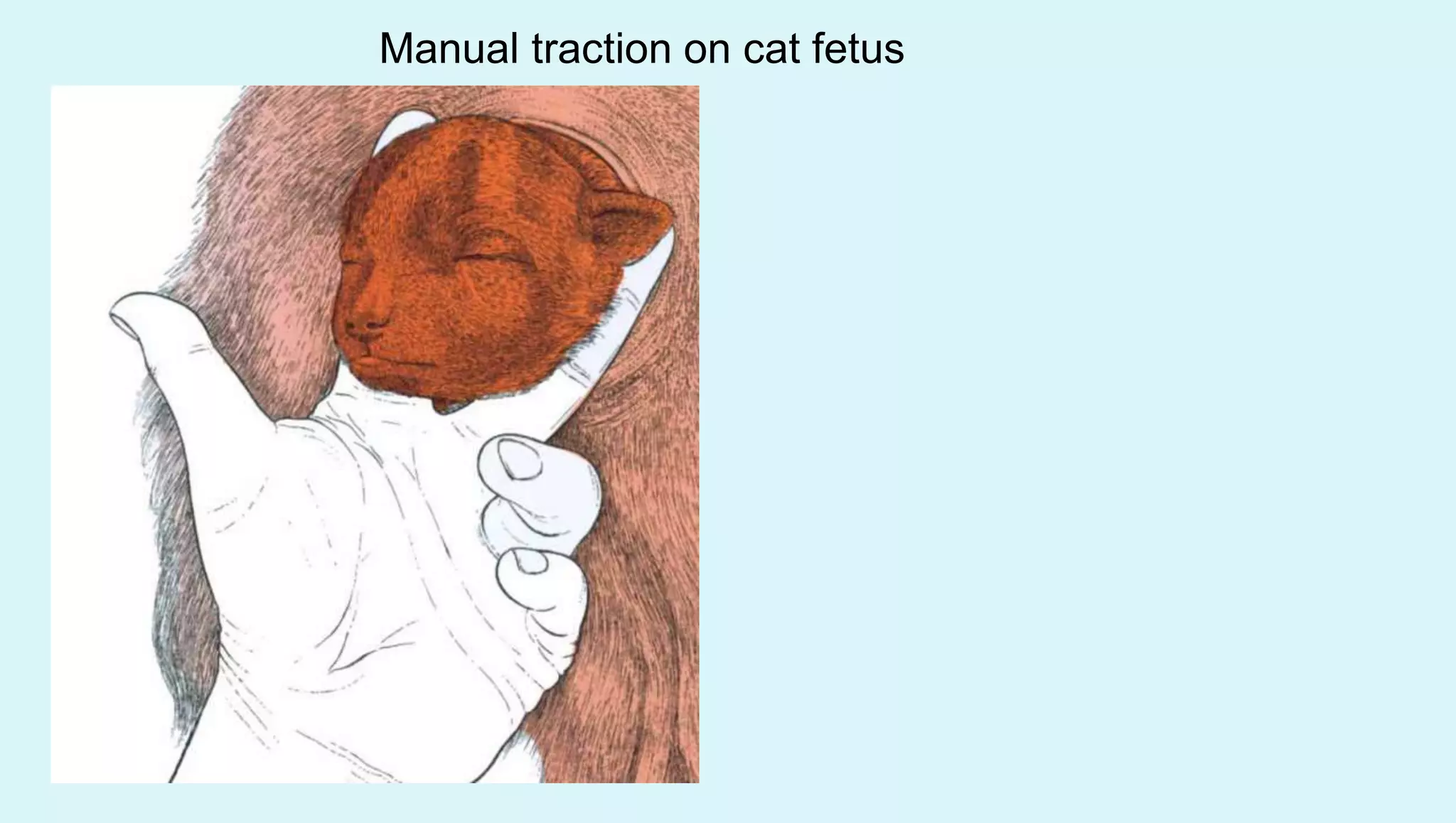 Manual traction on cat fetus
 