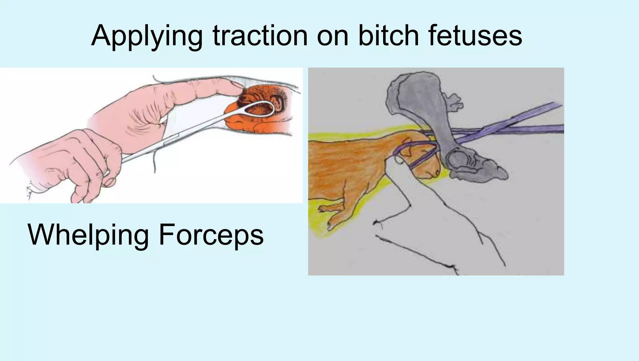 Whelping Forceps
Applying traction on bitch fetuses
 