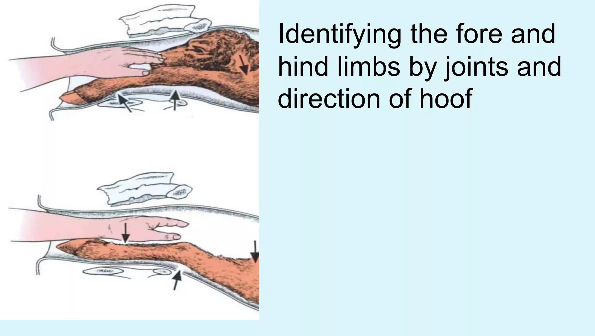 Identifying the fore and
hind limbs by joints and
direction of hoof
 