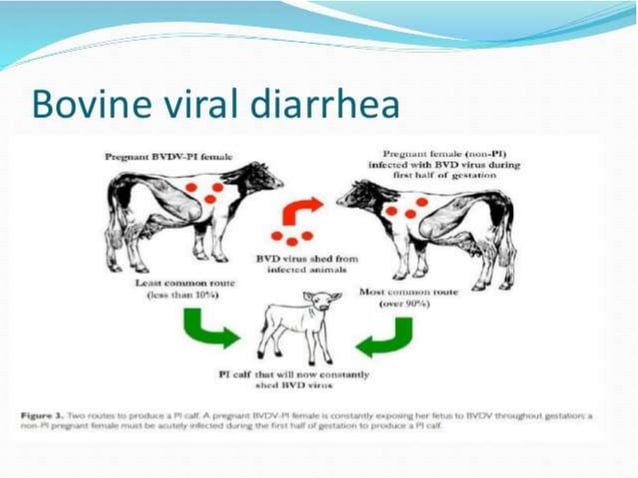 disease management in livestock and its prevention | PPTX