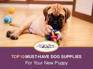 TOP 10 MUST-HAVE DOG SUPPLIES
For Your New Puppy
 