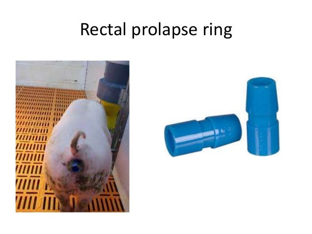 Rectal Ring For Sheep Rectal Ring For Sheep