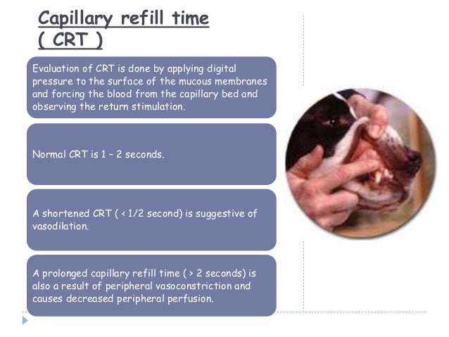 brisk capillary refill brisk capillary refill