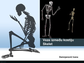 Veze između kostiju
Skelet
Damnjanović Ivana
 