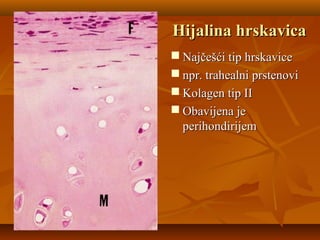 Hijalina hrskavicaHijalina hrskavica
 Najčešći tip hrskaviceNajčešći tip hrskavice
 npr. trahealni prstenovinpr. trahealni prstenovi
 Kolagen tip IIKolagen tip II
 Obavijena jeObavijena je
perihondirijemperihondirijem
 