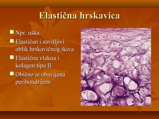 Elastična hrskavicaElastična hrskavica
 Npr. uškaNpr. uška
 Elastičan i savitljiviElastičan i savitljivi
oblik hrskavičnog tkivaoblik hrskavičnog tkiva
 Elastična vlakna iElastična vlakna i
kolagen tipa IIkolagen tipa II
 Obično je obavijenaObično je obavijena
perihondrijemperihondrijem
 