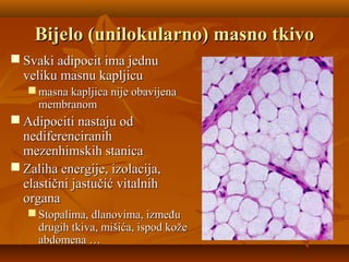 Bijelo (unilokularno) masno tkivoBijelo (unilokularno) masno tkivo
 Svaki adipocit ima jednuSvaki adipocit ima jednu
veliku masnu kapljicuveliku masnu kapljicu
 masna kapljica nije obavijenamasna kapljica nije obavijena
membranommembranom
 Adipociti nastaju odAdipociti nastaju od
nediferenciranihnediferenciranih
mezenhimskih stanicamezenhimskih stanica
 Zaliha energije, izolacija,Zaliha energije, izolacija,
elastični jastučić vitalnihelastični jastučić vitalnih
organaorgana
 Stopalima, dlanovima, izmeđuStopalima, dlanovima, između
drugih tkiva, mišića, ispod kožedrugih tkiva, mišića, ispod kože
abdomena …abdomena …
 