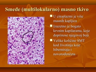 Smeđe (multilokularno) masno tkivoSmeđe (multilokularno) masno tkivo
 U citoplazmi je višeU citoplazmi je više
masnih kapljicamasnih kapljica
 Izuzetno je bogatoIzuzetno je bogato
krvnim kapilarama, kojekrvnim kapilarama, koje
doprinose njegovoj bojidoprinose njegovoj boji
 Velike količine SMTVelike količine SMT
kod životinja kojekod životinja koje
hiberniraju ihiberniraju i
novorođenčetanovorođenčeta
 