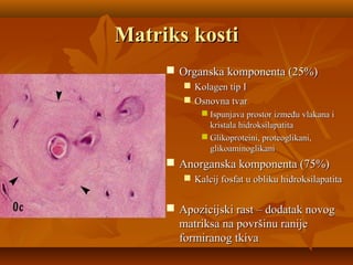 Matriks kostiMatriks kosti
 Organska komponenta (25%)Organska komponenta (25%)
 Kolagen tip IKolagen tip I
 Osnovna tvarOsnovna tvar
 Ispunjava prostor između vlakana iIspunjava prostor između vlakana i
kristala hidroksilapatitakristala hidroksilapatita
 Glikoproteini, proteoglikani,Glikoproteini, proteoglikani,
glikoaminoglikaniglikoaminoglikani
 Anorganska komponenta (75%)Anorganska komponenta (75%)
 Kalcij fosfat u obliku hidroksilapatitaKalcij fosfat u obliku hidroksilapatita
 Apozicijski rast – dodatak novogApozicijski rast – dodatak novog
matriksa na površinu ranijematriksa na površinu ranije
formiranog tkivaformiranog tkiva
 