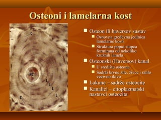 Osteoni i lamelarna kostOsteoni i lamelarna kost
 Osteon ili haversov sustavOsteon ili haversov sustav
 Osnovna gređevna jedinicaOsnovna gređevna jedinica
lamelarne kostilamelarne kosti
 Struktura poput stupcaStruktura poput stupca
formirana od nekolikoformirana od nekoliko
kružnih lamelakružnih lamela
 Osteonski (Haversov) kanalOsteonski (Haversov) kanal
 U središtu osteonaU središtu osteona
 Sadrži krvne žile, živce i rahloSadrži krvne žile, živce i rahlo
vezivno tkivovezivno tkivo
 Lakune – sadrže osteociteLakune – sadrže osteocite
 Kanalići – citoplazmatskiKanalići – citoplazmatski
nastavci osteocitanastavci osteocita
 