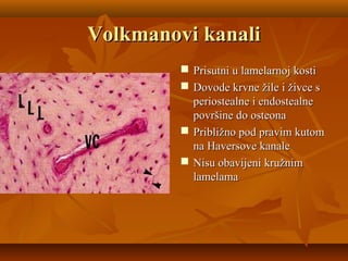 Volkmanovi kanaliVolkmanovi kanali
 Prisutni u lamelarnoj kostiPrisutni u lamelarnoj kosti
 Dovode krvne žile i živce sDovode krvne žile i živce s
periostealne i endostealneperiostealne i endostealne
površine do osteonapovršine do osteona
 Približno pod pravim kutomPribližno pod pravim kutom
na Haversove kanalena Haversove kanale
 Nisu obavijeni kružnimNisu obavijeni kružnim
lamelamalamelama
 