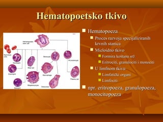 Hematopoetsko tkivoHematopoetsko tkivo
 HematopoezaHematopoeza
 Proces razvoja specijaliziranihProces razvoja specijaliziranih
krvnih stanicakrvnih stanica
 Mieloidno tkivoMieloidno tkivo
 Formira koštanu sržFormira koštanu srž
 Eritrociti, granulociti i monocitiEritrociti, granulociti i monociti
 U limfnom tkivuU limfnom tkivu
 Limfatički organiLimfatički organi
 LimfocitiLimfociti
 npr. eritropoeza, granulopoeza,npr. eritropoeza, granulopoeza,
monocitopoezamonocitopoeza
 