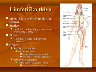 Limfatičko tkivoLimfatičko tkivo
 Morfološka osnova imunološkogMorfološka osnova imunološkog
sustavasustava
 StaniceStanice
 Limfociti, makrofagi, plasma stanice,Limfociti, makrofagi, plasma stanice,
retikularne staniceretikularne stanice
 TkivoTkivo
 U obliku folikula ili difuzno uU obliku folikula ili difuzno u
vezivnom tkivuvezivnom tkivu
 OrganiOrgani
 Središnji (primarni)Središnji (primarni)
 Koštana srž, timusKoštana srž, timus
 Mjesto diferencijacije limfocitaMjesto diferencijacije limfocita
 Nije mjesto imunološke reakcijeNije mjesto imunološke reakcije
 Periferni (sekundarni)Periferni (sekundarni)
 Limfni čvorovi, slezena, tonzileLimfni čvorovi, slezena, tonzile
 Mjesto imunološke reakcijeMjesto imunološke reakcije
 