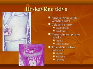 Hrskavično tkivoHrskavično tkivo
 Specijalizirani oblikSpecijalizirani oblik
vezivnog tkivavezivnog tkiva
 Celularni prostorCelularni prostor
 hondroblastihondroblasti
 hondrocitihondrociti
 Ekstracelularni prostorEkstracelularni prostor
matriksamatriksa
 vlaknavlakna
 temeljna tvartemeljna tvar
 Tri različita oblikaTri različita oblika
hrskavicehrskavice
 hijalinahijalina
 elastičnaelastična
 fibroznafibrozna
 